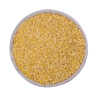 Organic Proso Millet