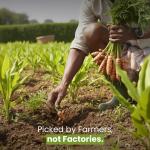 Organic Turmeric Powder