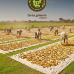 Organic Turmeric Powder